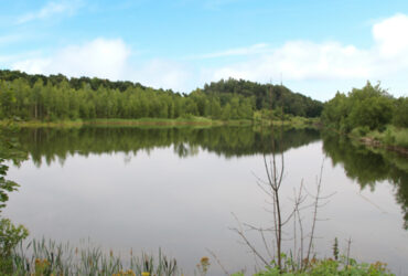 Bois de l'Offlarde 2