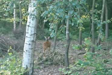 Bois de l'Offlarde 3