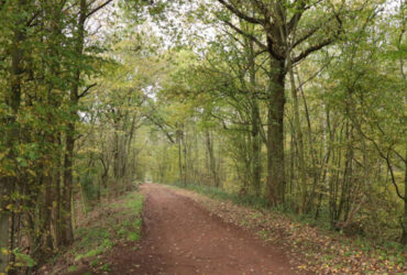 Bois de l'Offlarde 4